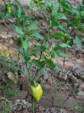 Capsicum annuum