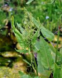 Rumex aquaticus. Верхушка побега с соцветием. Тува, Тоджинский р-н, долина р. Аржаан-Хем (выс. около 1600 м н.у.м.), берег ручья на опушке хвойного леса. 06.07.2015.