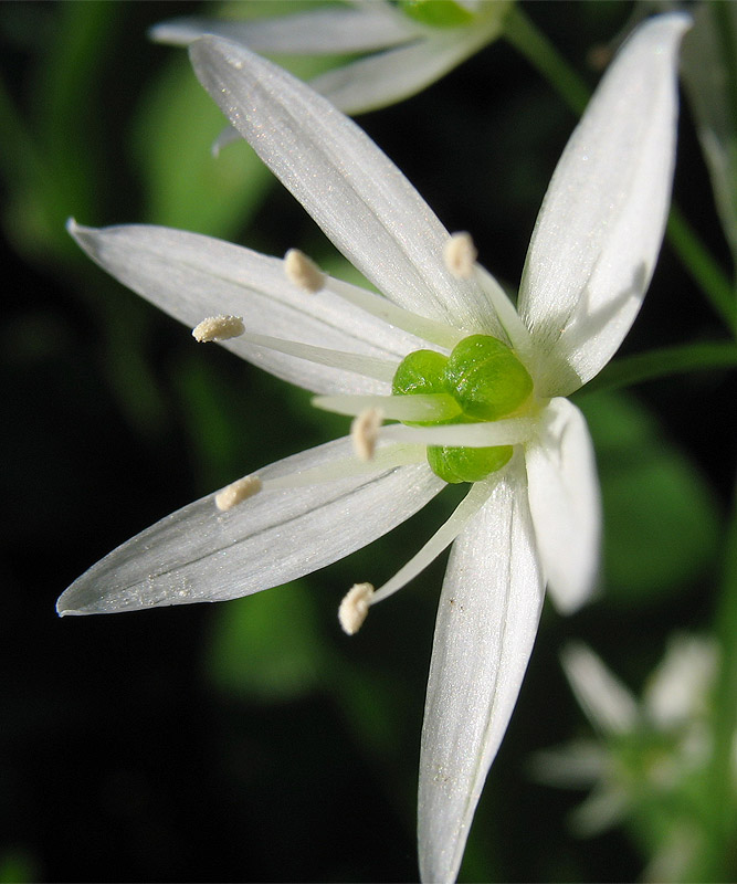 Image of Allium ursinum specimen.