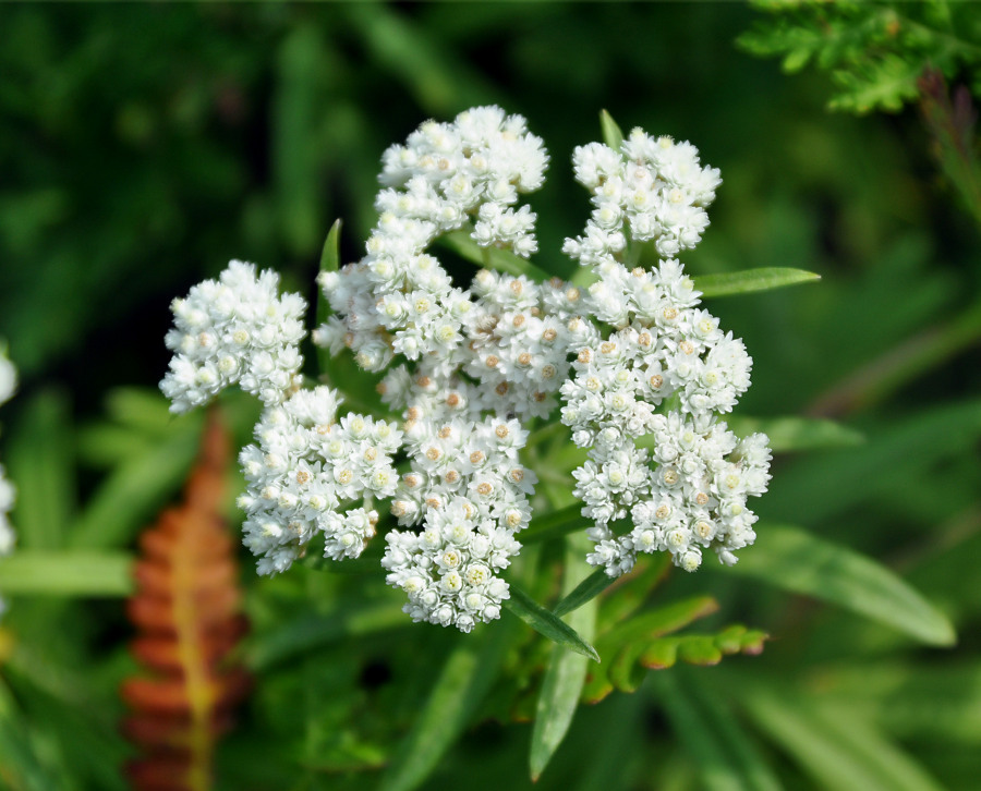 Изображение особи Anaphalis pterocaulon.