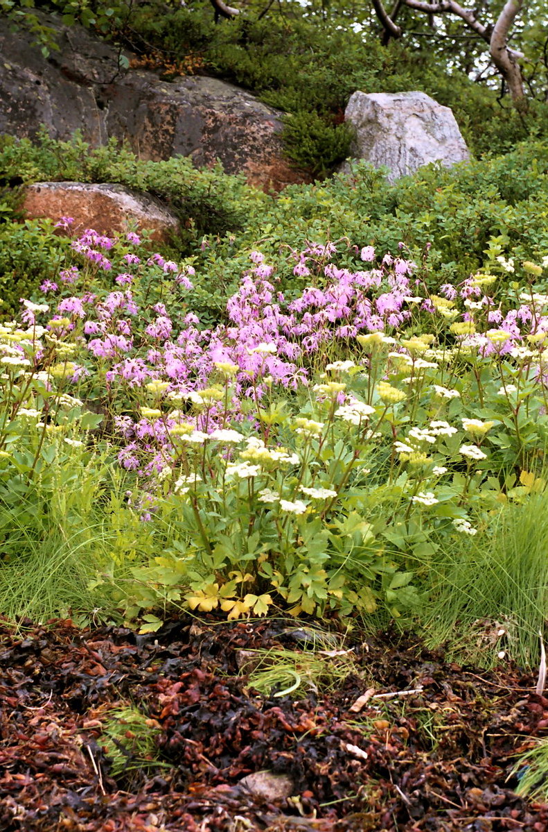 Image of Dianthus superbus specimen.