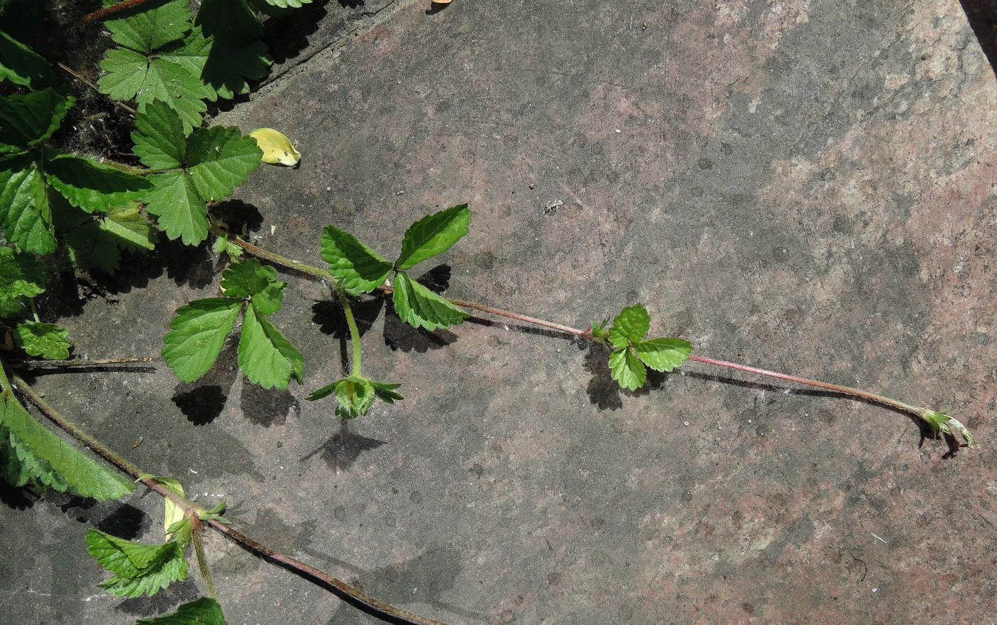 Image of Duchesnea indica specimen.