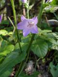 Campanula sibirica