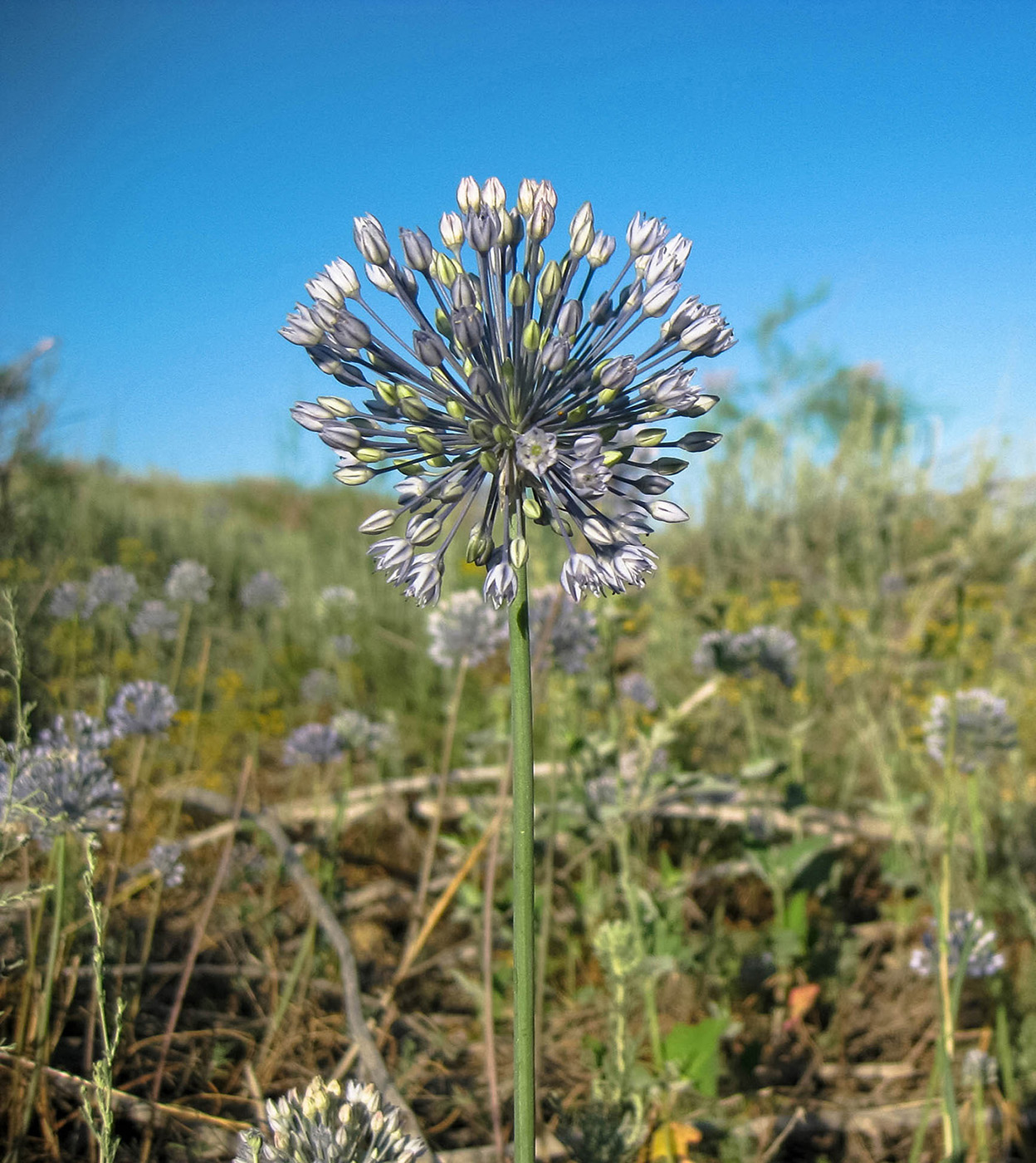 Image of Allium caesium specimen.