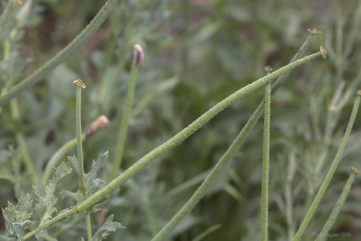 Изображение особи Glaucium corniculatum.