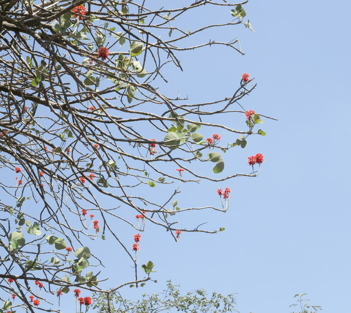 Image of Erythrina abyssinica specimen.