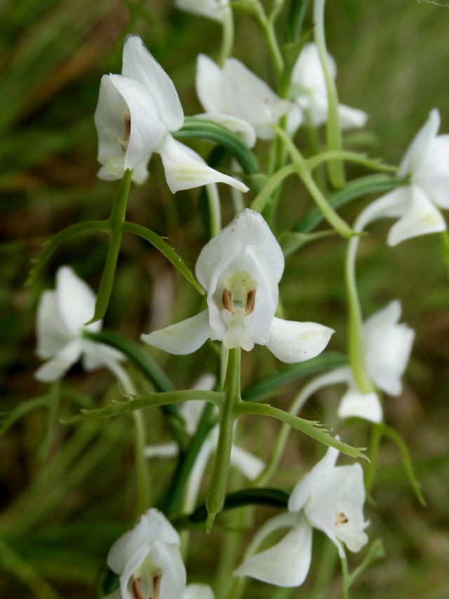 Image of Habenaria linearifolia specimen.