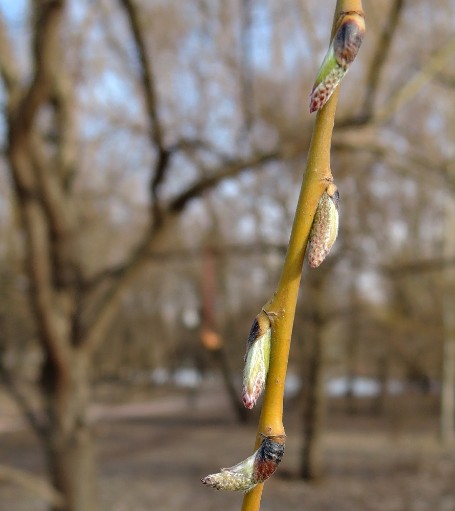 Image of genus Salix specimen.