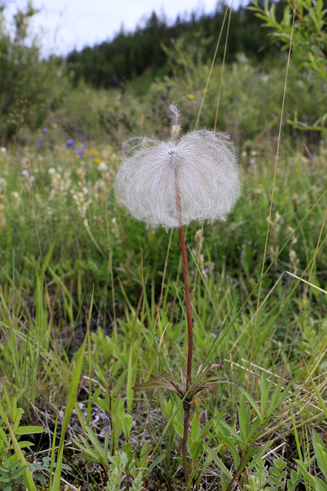 Image of Pulsatilla dahurica specimen.