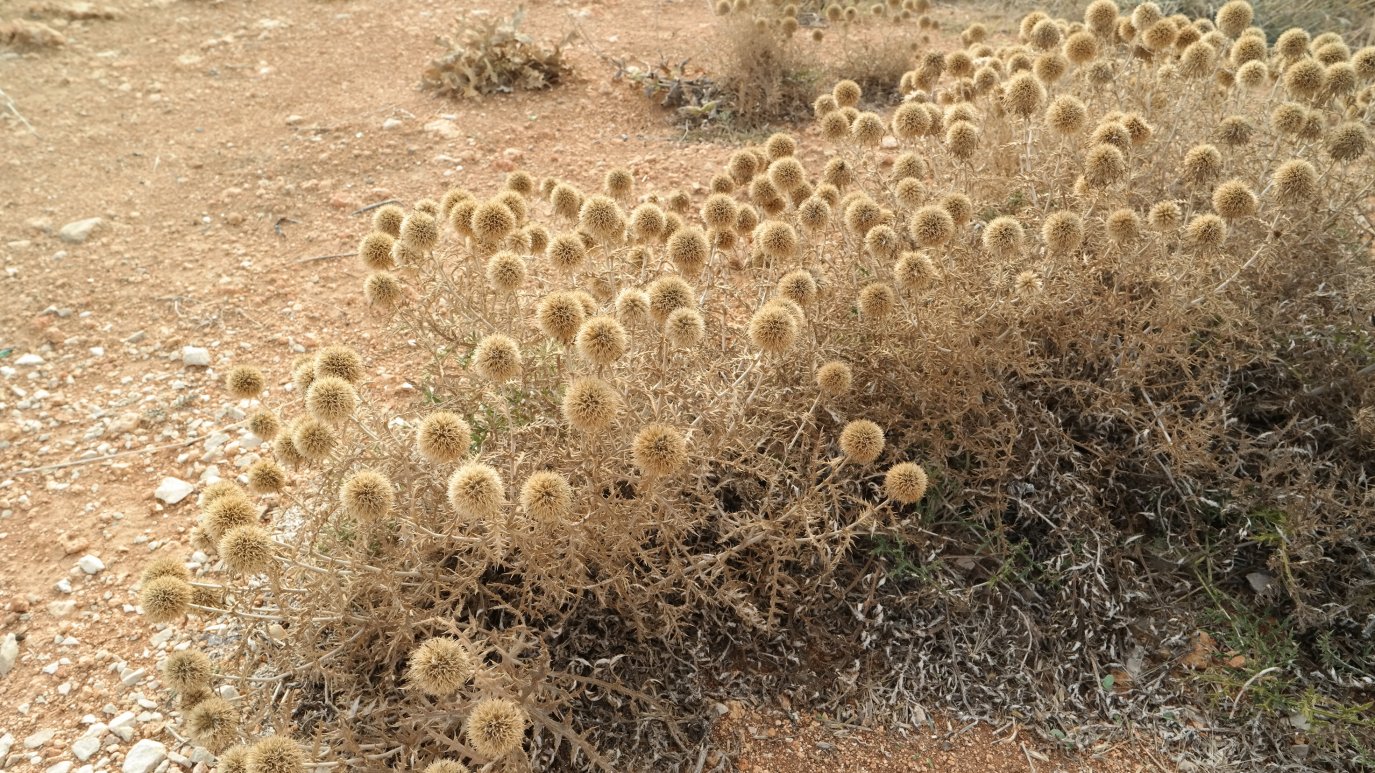 Изображение особи Echinops ritro ssp. thracicus.