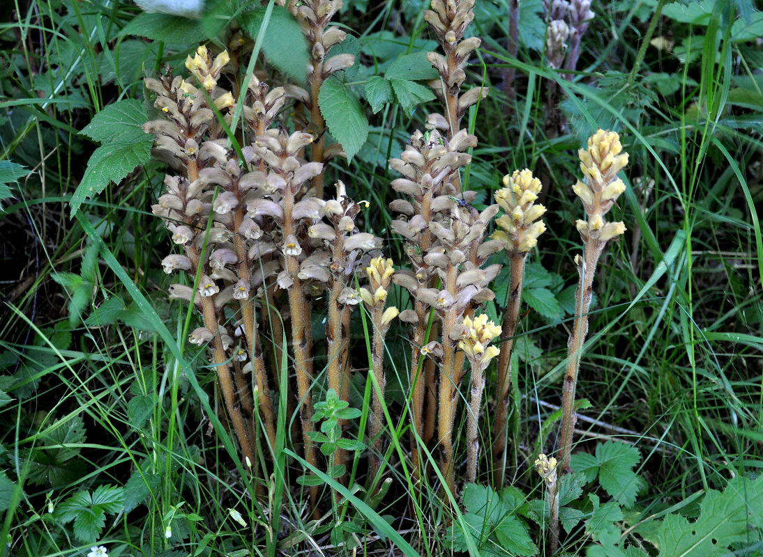 Image of genus Orobanche specimen.