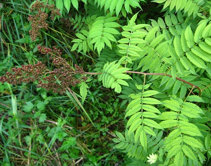 Image of Sorbaria sorbifolia specimen.