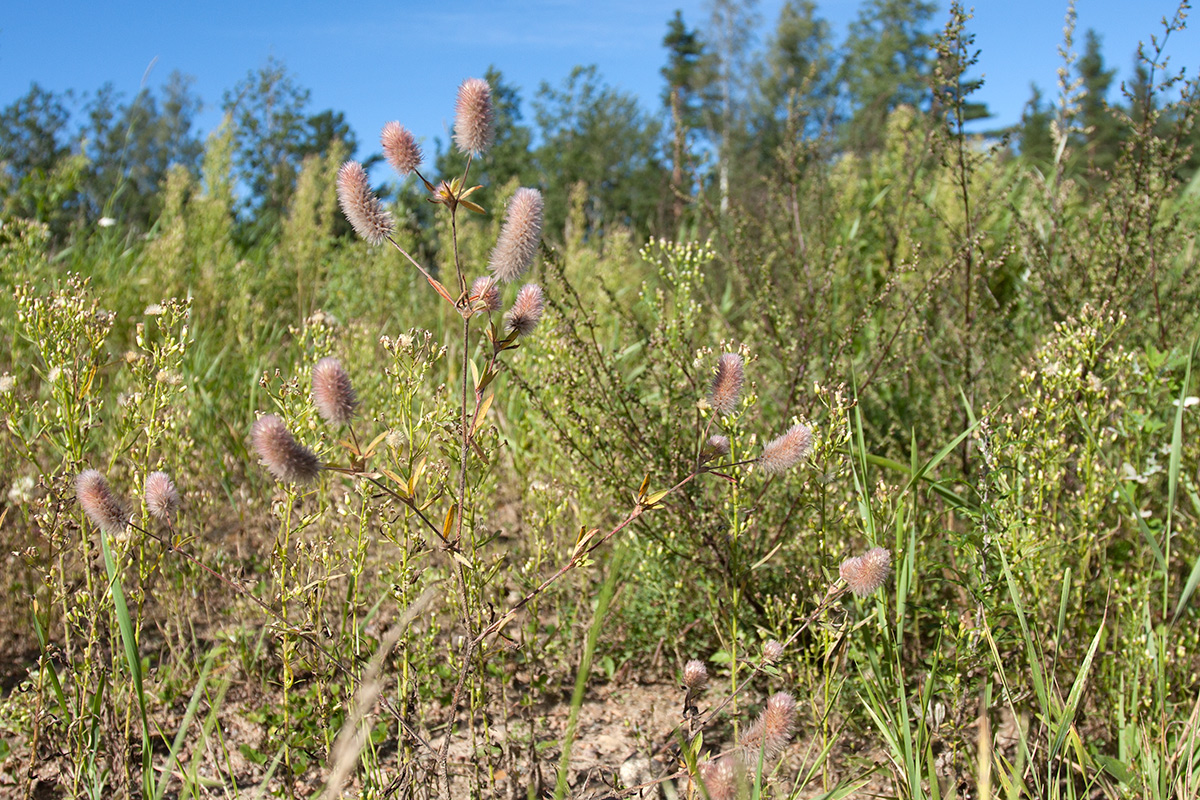 Изображение особи Trifolium arvense.