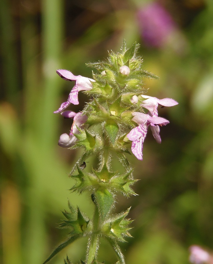 Image of Stachys palustris specimen.