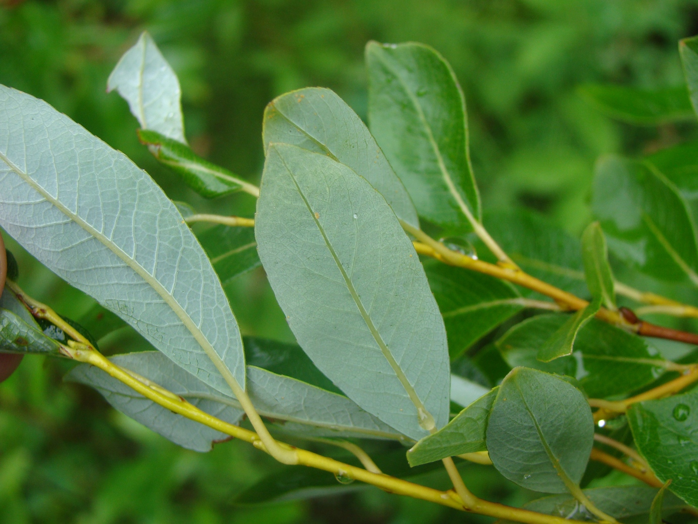 Изображение особи Salix phylicifolia.