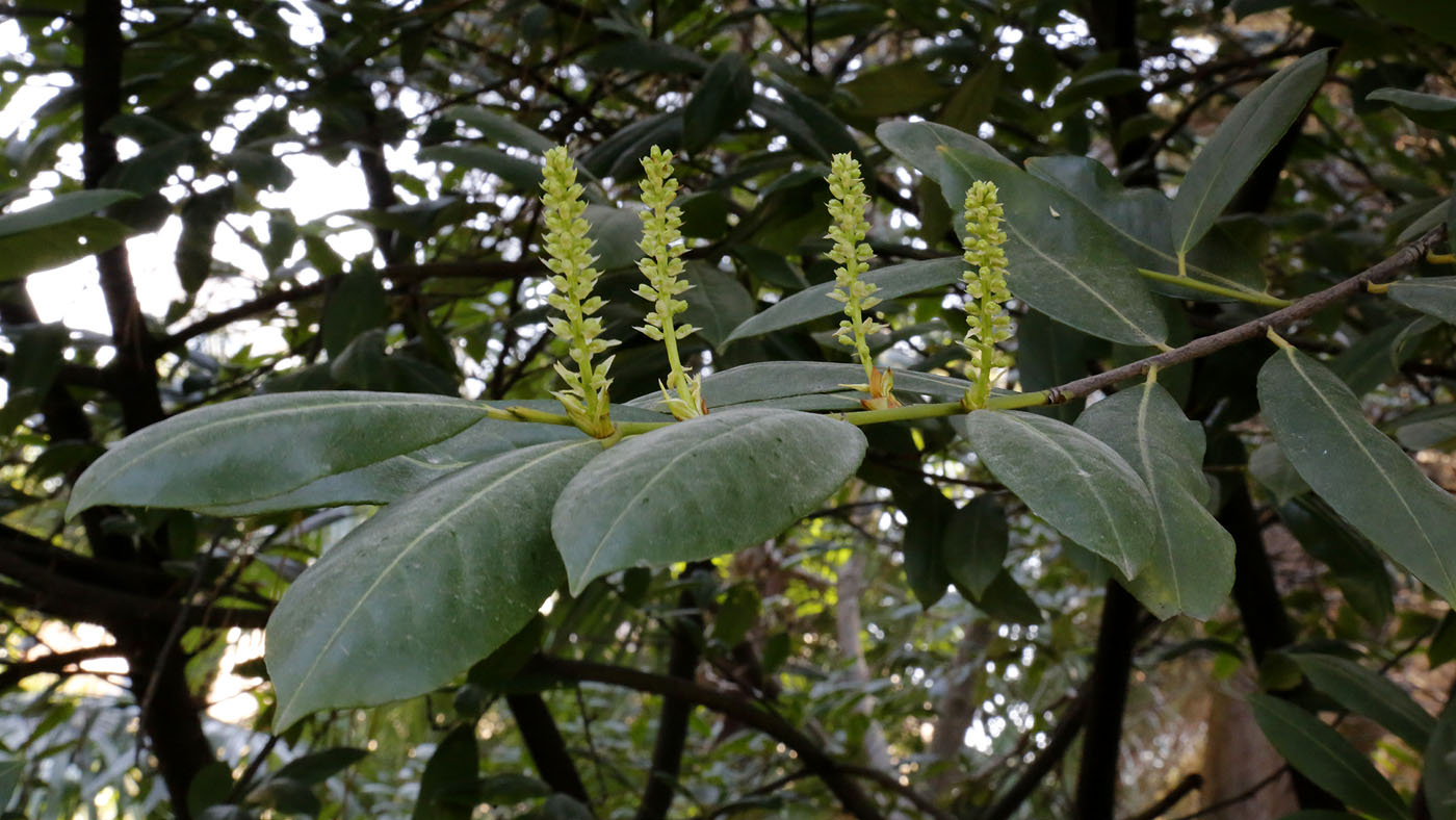 Изображение особи Lauro-cerasus officinalis.