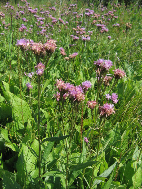 Image of Saussurea amara specimen.