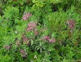 Kalmia angustifolia