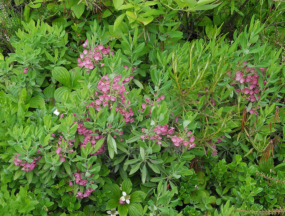 Image of Kalmia angustifolia specimen.