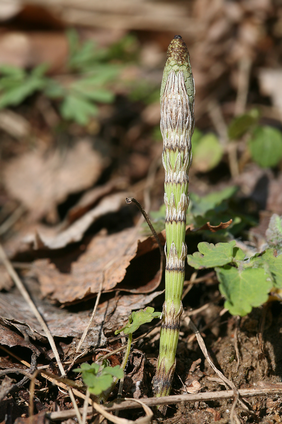 Image of Equisetum pratense specimen.