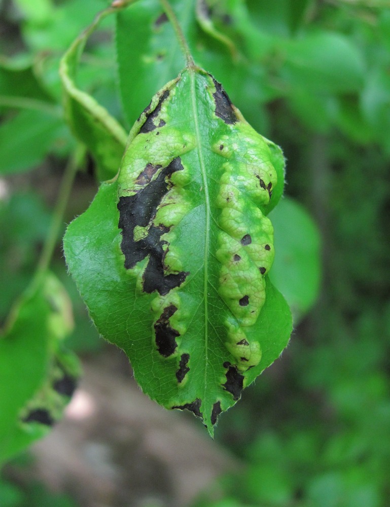 Image of Pyrus caucasica specimen.