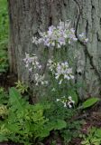 View full-size image Cardamine dentata
