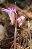 Calypso bulbosa