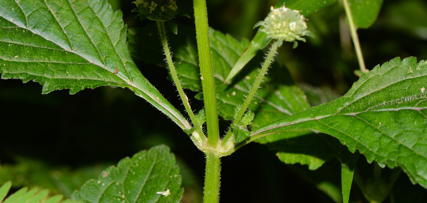 Image of Hyptis capitata specimen.