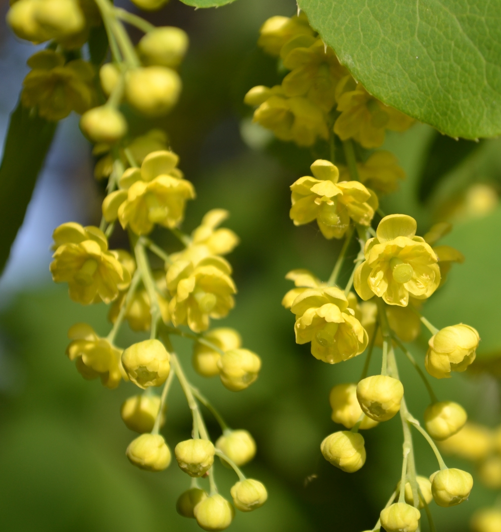 Изображение особи Berberis vulgaris.