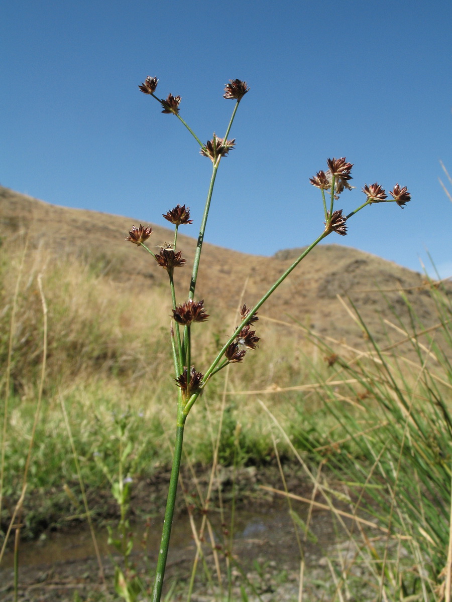 Image of Juncus articulatus specimen.