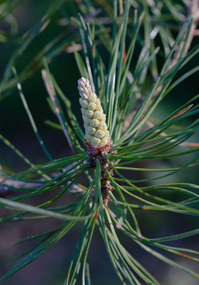 Image of Pinus sylvestris specimen.