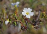 Смотреть изображение род Claytonia