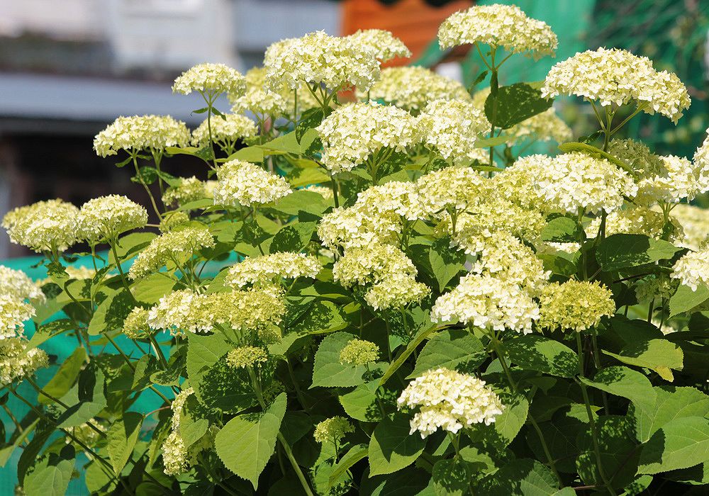 Изображение особи Hydrangea arborescens.