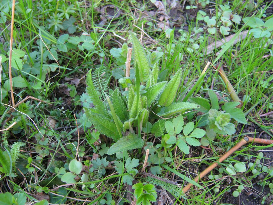 Изображение особи Betonica officinalis.