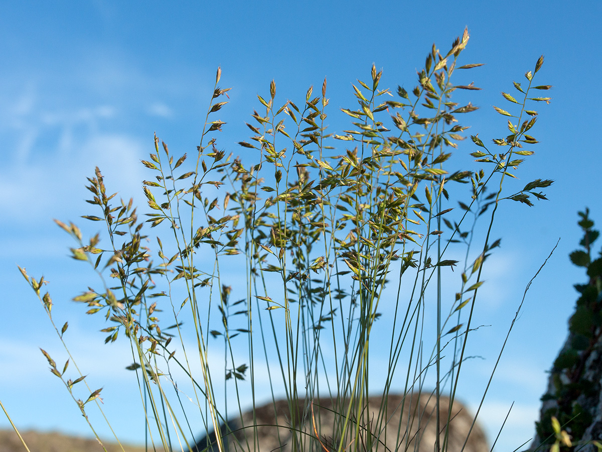 Изображение особи Festuca ovina.