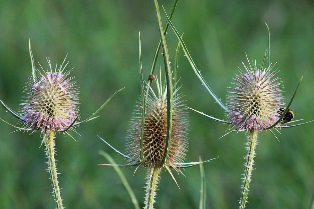 Image of Dipsacus fullonum specimen.