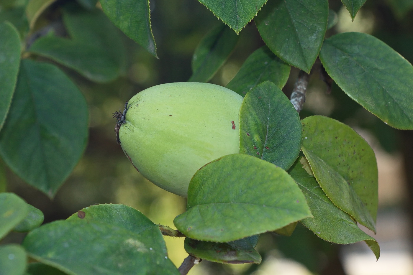 Изображение особи Pseudocydonia sinensis.