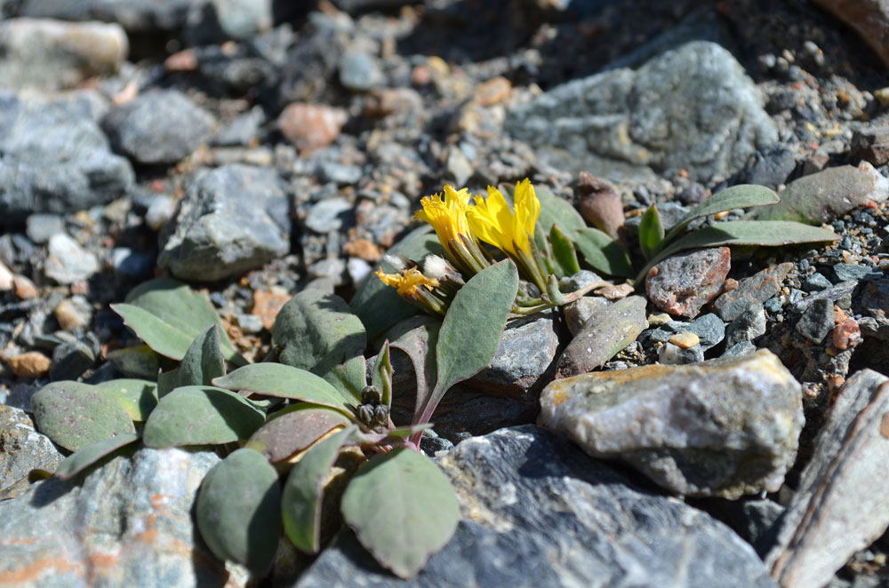 Изображение особи Crepis karelinii.