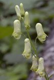 Aconitum umbrosum. Часть соцветия. Сахалинская обл., Охинский р-н, п-ов Шмидта, ельник зеленомошный. 19.07.2017.