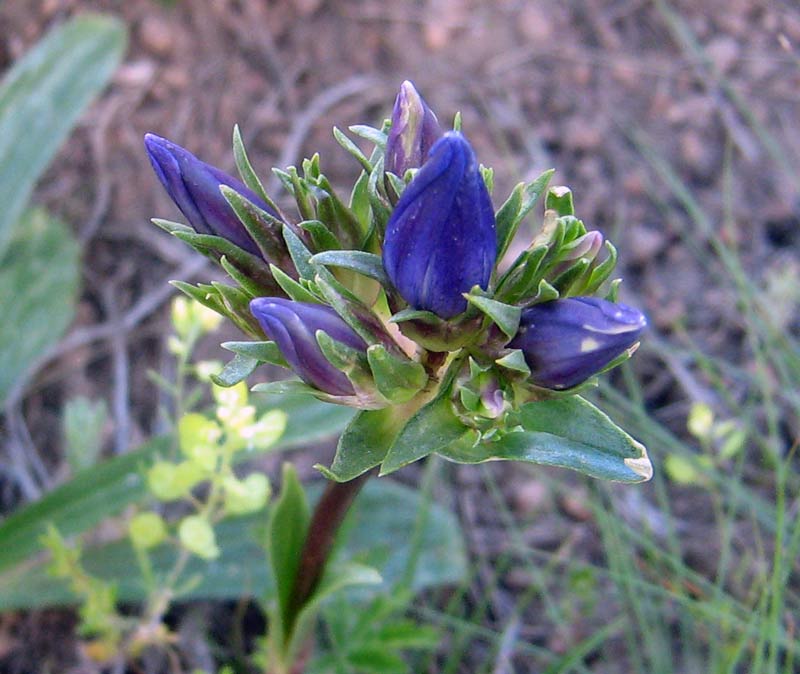 Image of Gentiana olivieri specimen.