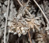 Psephellus sibiricus. Остатки прошлогодних соплодий. Средний Урал, Пермский край, Кунгурский р-н, правый берег р. Сылва, нижняя часть склона камня Межевой. 8 апреля 2018 г.