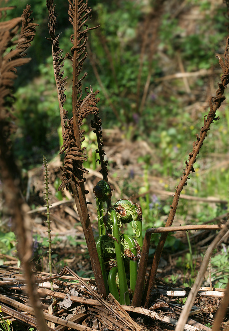 Изображение особи Matteuccia struthiopteris.