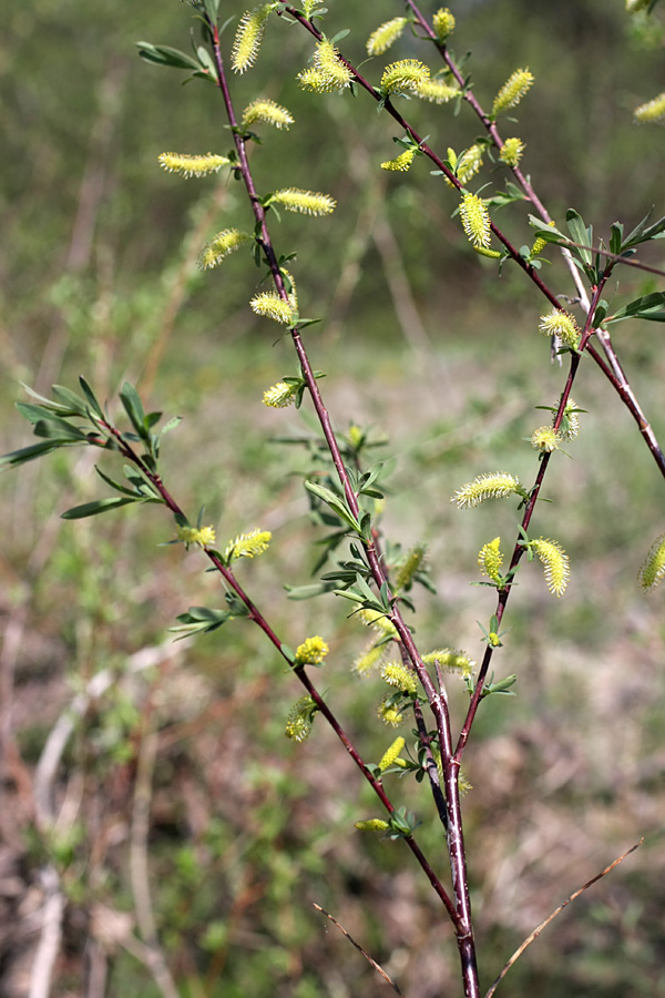 Image of Salix elbursensis specimen.