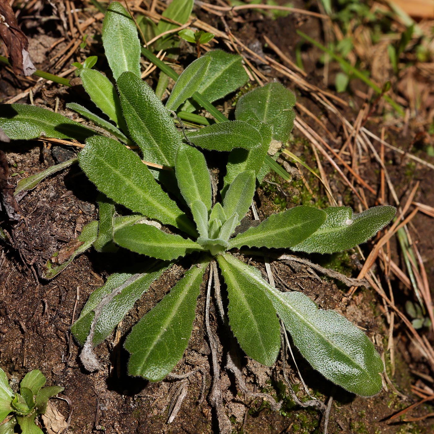 Изображение особи семейство Asteraceae.