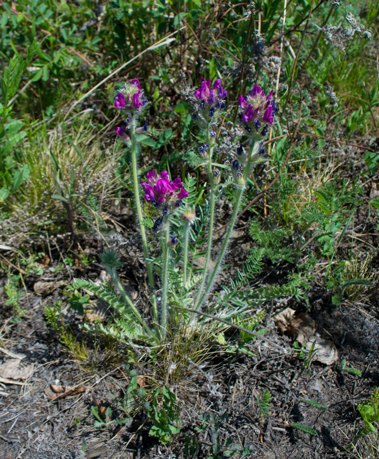 Image of Oxytropis strobilacea specimen.