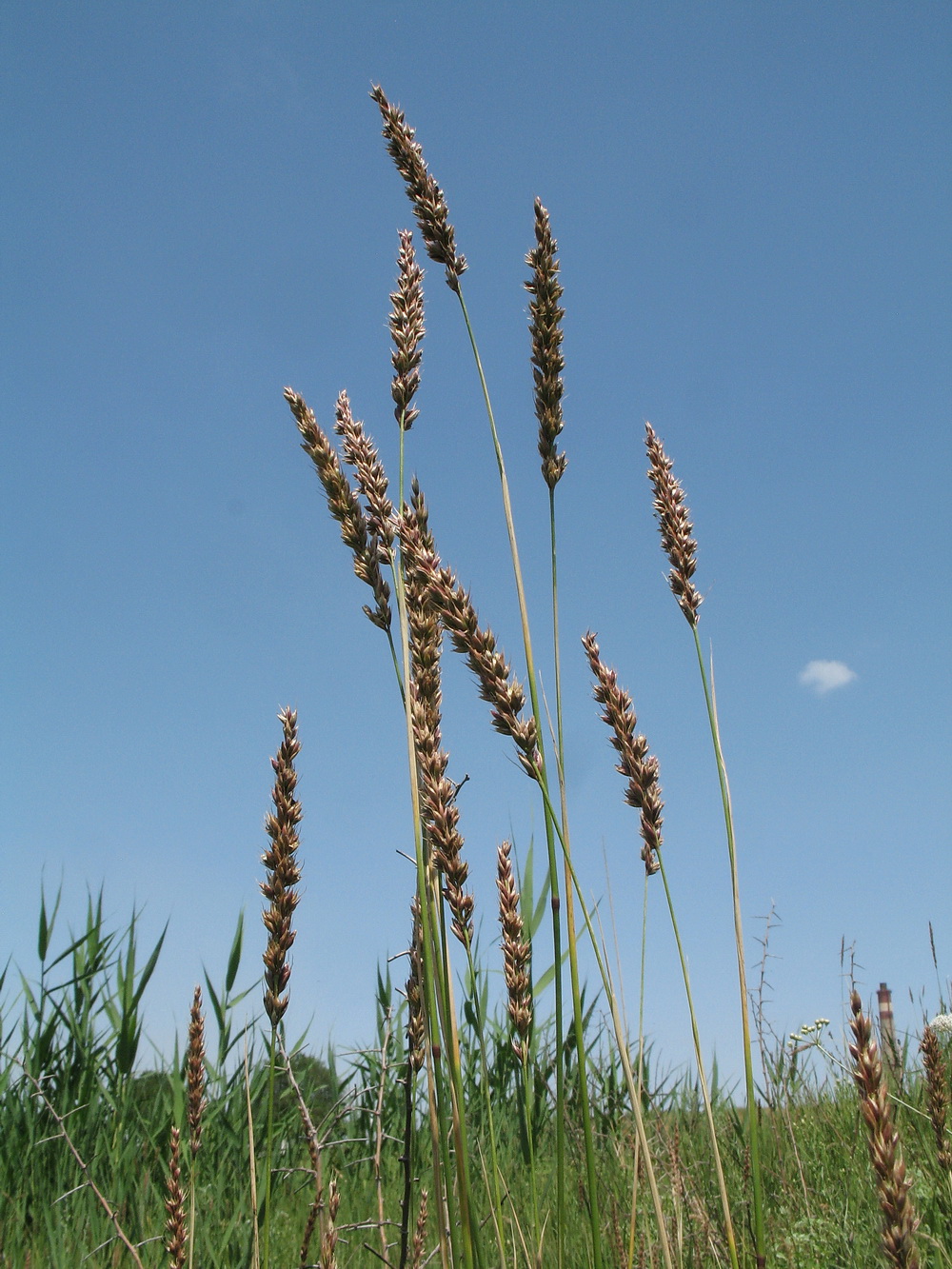 Изображение особи семейство Poaceae.