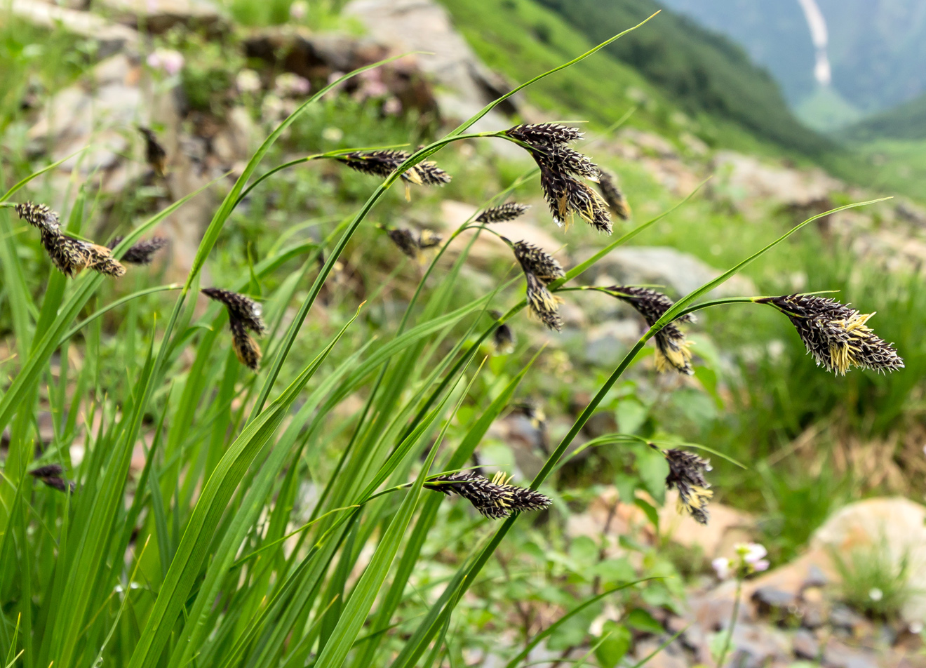 Image of Carex medwedewii specimen.