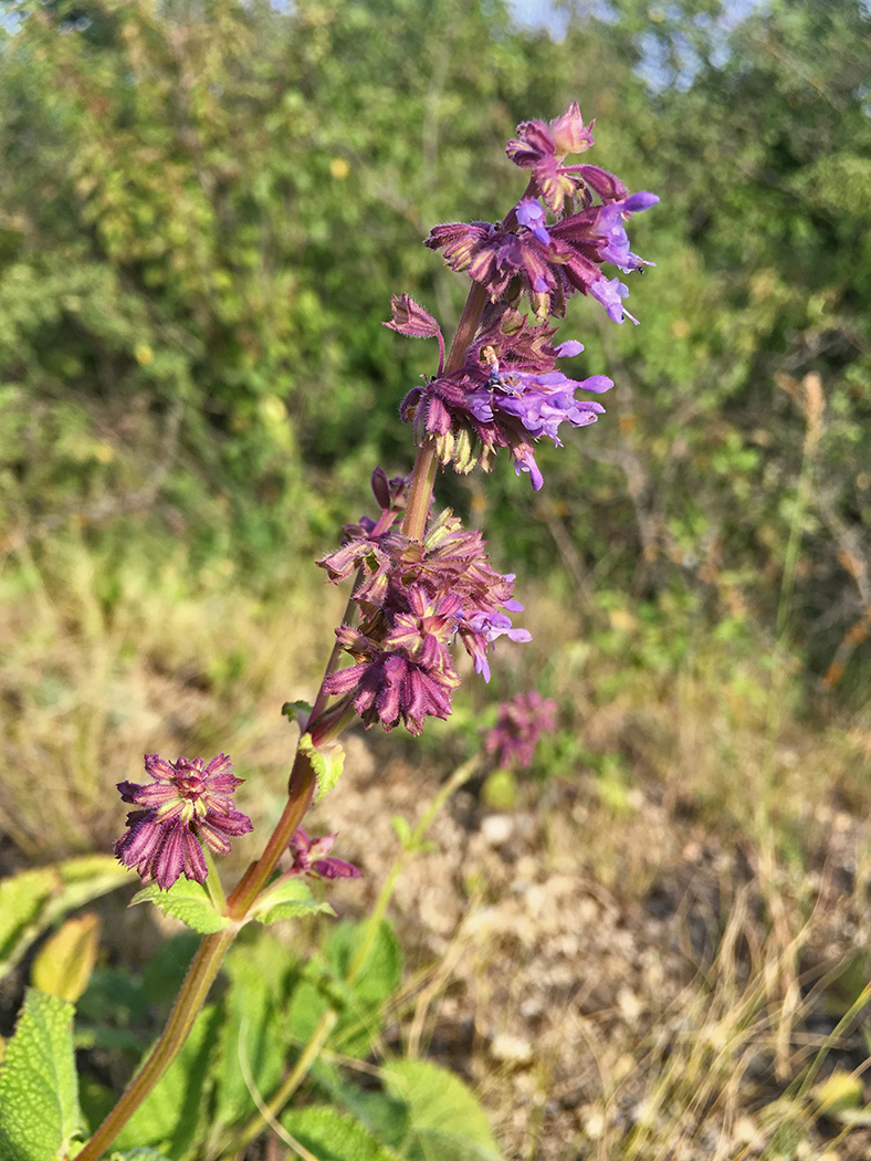 Изображение особи Salvia verticillata.