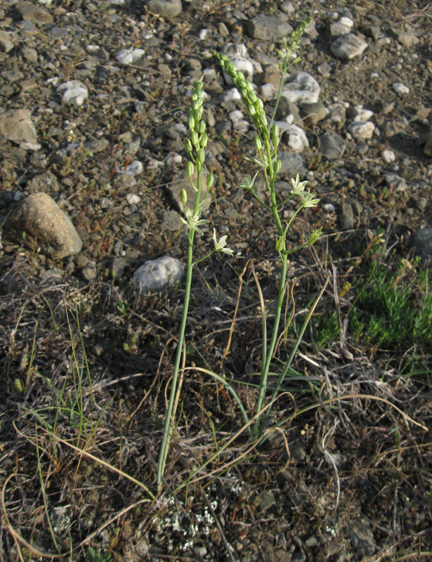 Изображение особи Ornithogalum pyrenaicum.