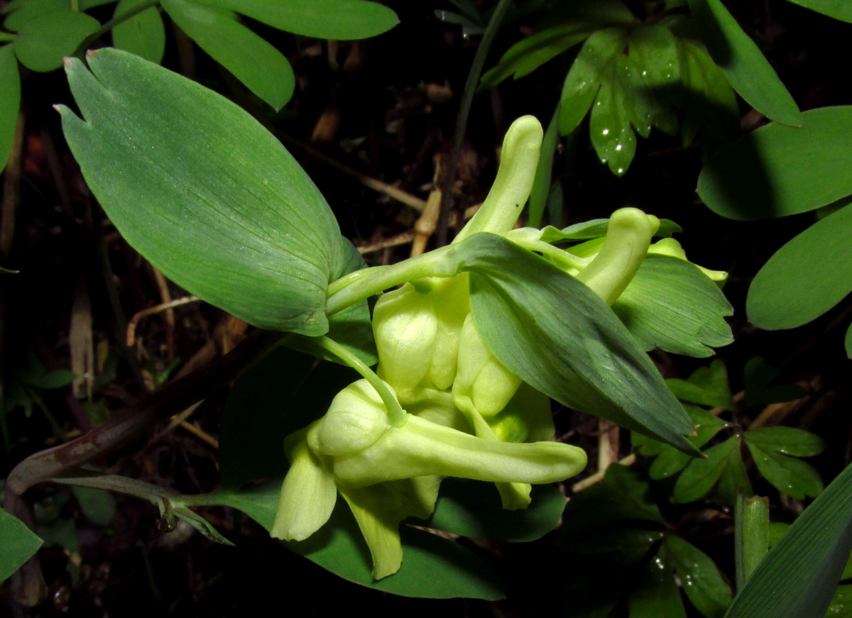 Image of Corydalis talpina specimen.